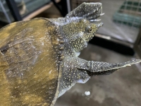 クリックで拡大画像表示