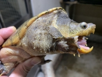 クリックで拡大画像表示