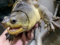 クリックで拡大画像表示