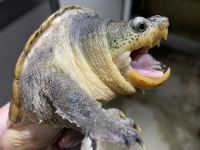 クリックで拡大画像表示