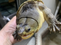 クリックで拡大画像表示