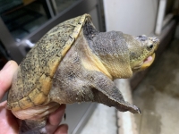 クリックで拡大画像表示