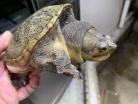 クリックで拡大画像表示