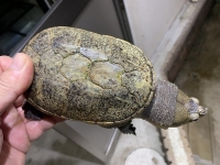 クリックで拡大画像表示