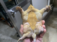 クリックで拡大画像表示