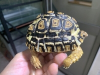 クリックで拡大画像表示