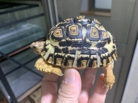 クリックで拡大画像表示