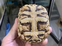 クリックで拡大画像表示