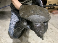 クリックで拡大画像表示