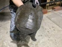 クリックで拡大画像表示