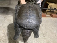 クリックで拡大画像表示