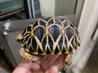 クリックで拡大画像表示