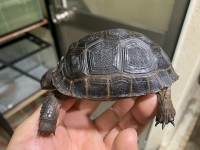 クリックで拡大画像表示