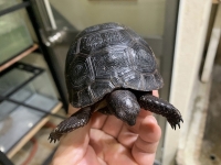 クリックで拡大画像表示