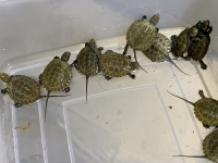 クリックで拡大画像表示