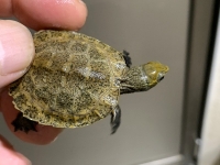 クリックで拡大画像表示