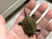 クリックで拡大画像表示