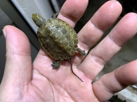 クリックで拡大画像表示