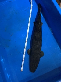 クリックで拡大画像表示