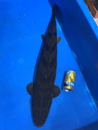 クリックで拡大画像表示