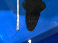 クリックで拡大画像表示