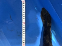 クリックで拡大画像表示