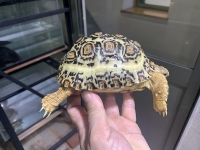 クリックで拡大画像表示