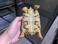 クリックで拡大画像表示