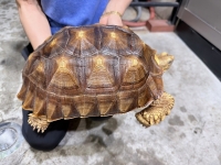 クリックで拡大画像表示