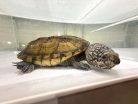 クリックで拡大画像表示