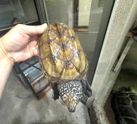 クリックで拡大画像表示