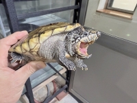 クリックで拡大画像表示