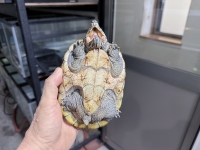 クリックで拡大画像表示