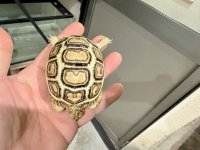 クリックで拡大画像表示