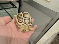 クリックで拡大画像表示