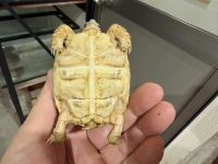 クリックで拡大画像表示