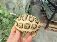 クリックで拡大画像表示