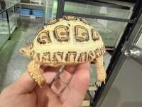 クリックで拡大画像表示