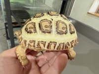 クリックで拡大画像表示