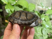 クリックで拡大画像表示