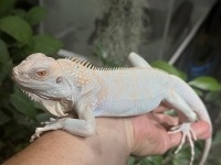 クリックで拡大画像表示