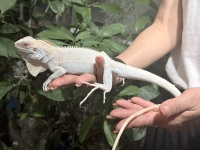 クリックで拡大画像表示