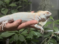 クリックで拡大画像表示