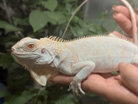 クリックで拡大画像表示