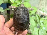 クリックで拡大画像表示