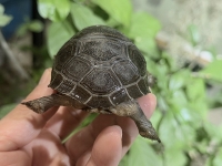 クリックで拡大画像表示