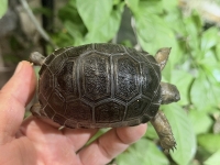 クリックで拡大画像表示