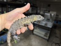 クリックで拡大画像表示