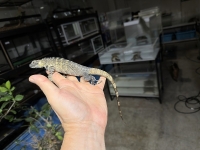 クリックで拡大画像表示