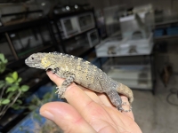 クリックで拡大画像表示